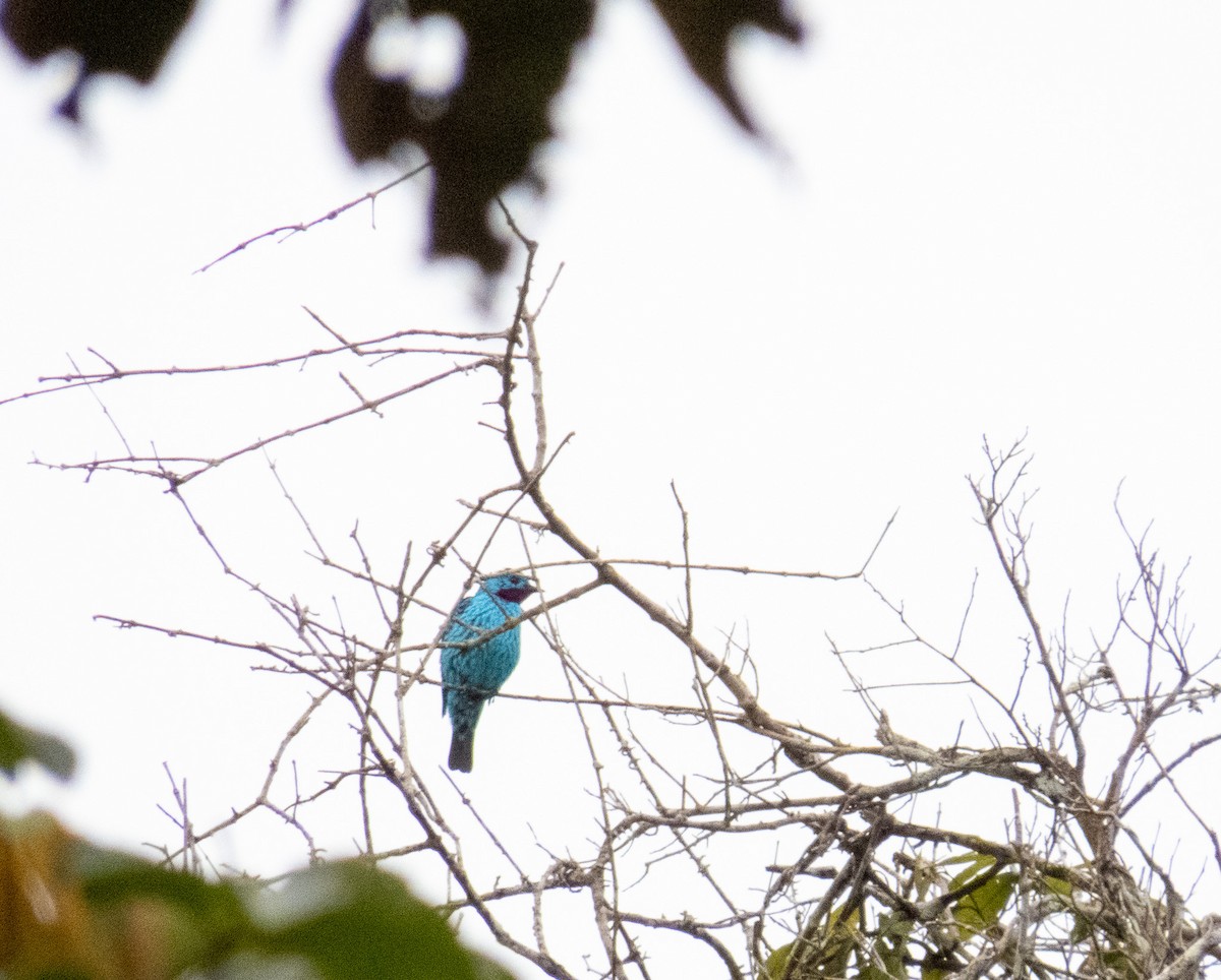 Spangled Cotinga - ML647345496