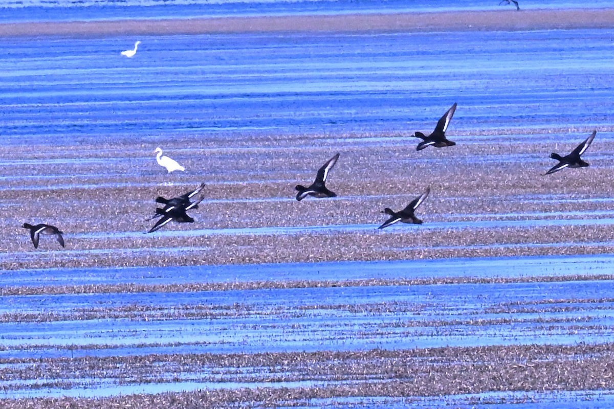 צולל ימי/בינוני - ML647345497