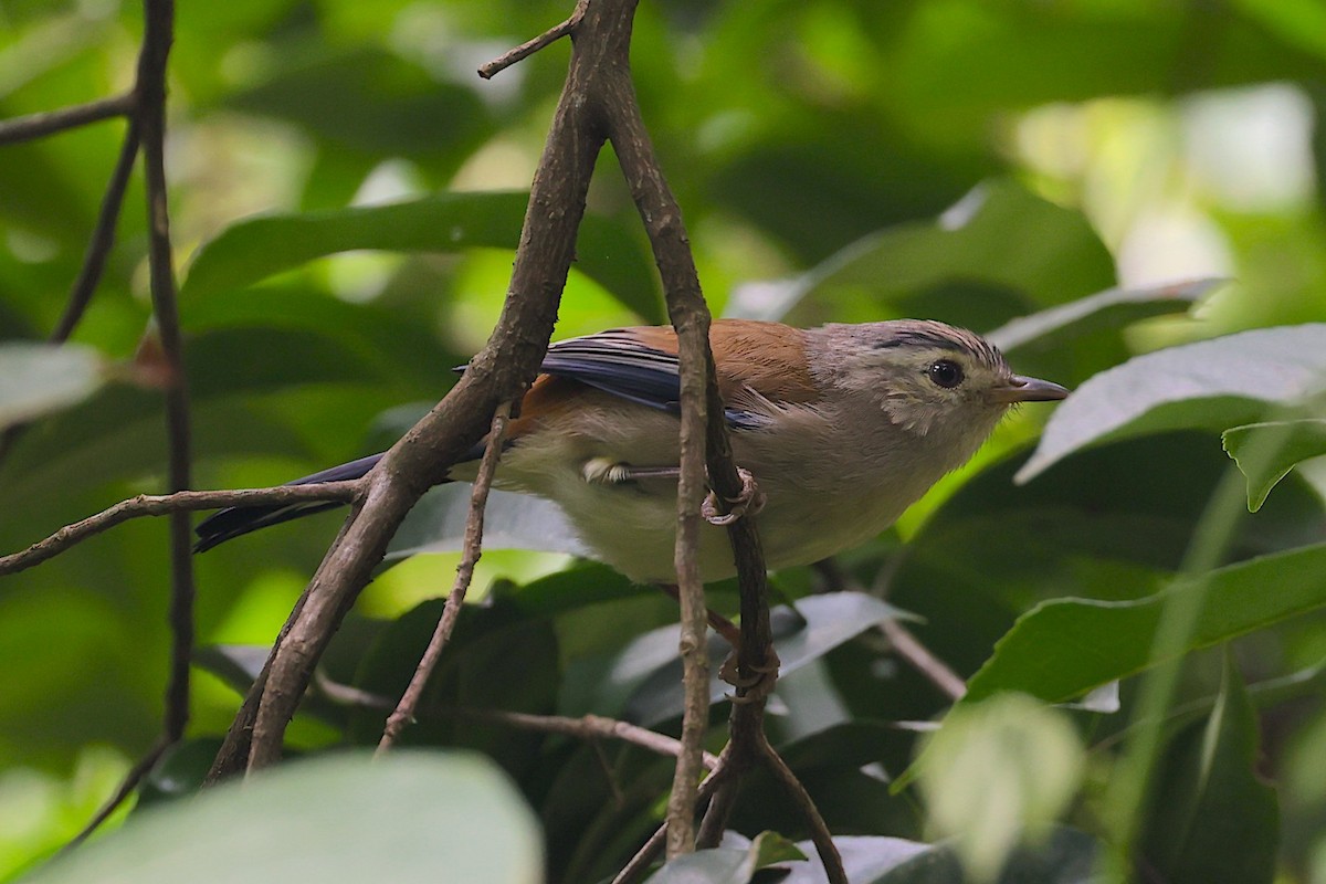 Blue-winged Minla - ML647345499