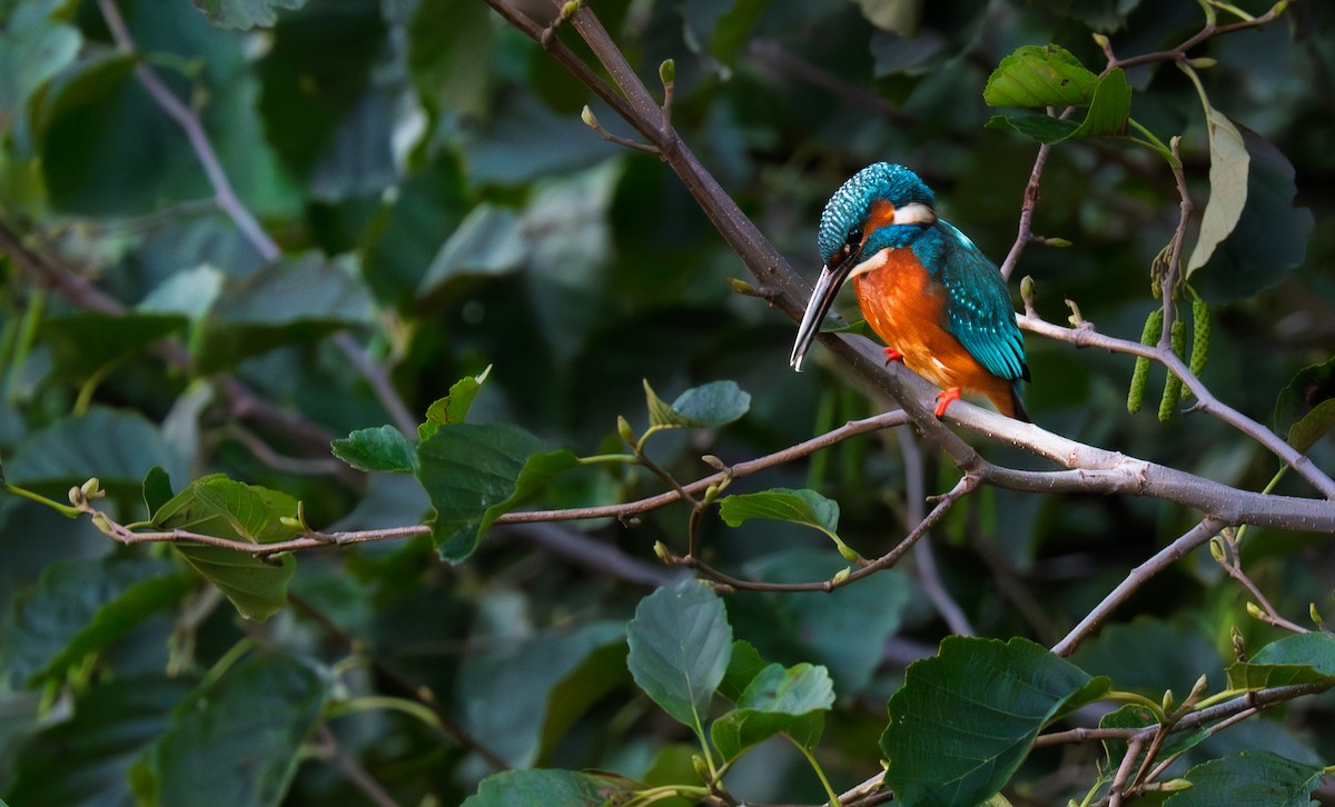 שלדג גמדי - ML647345500