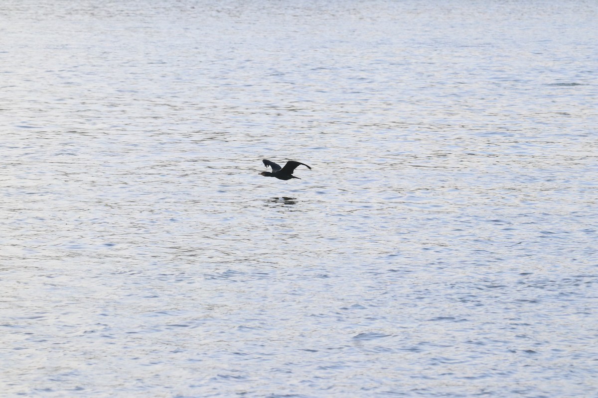 Great Cormorant - ML647345501