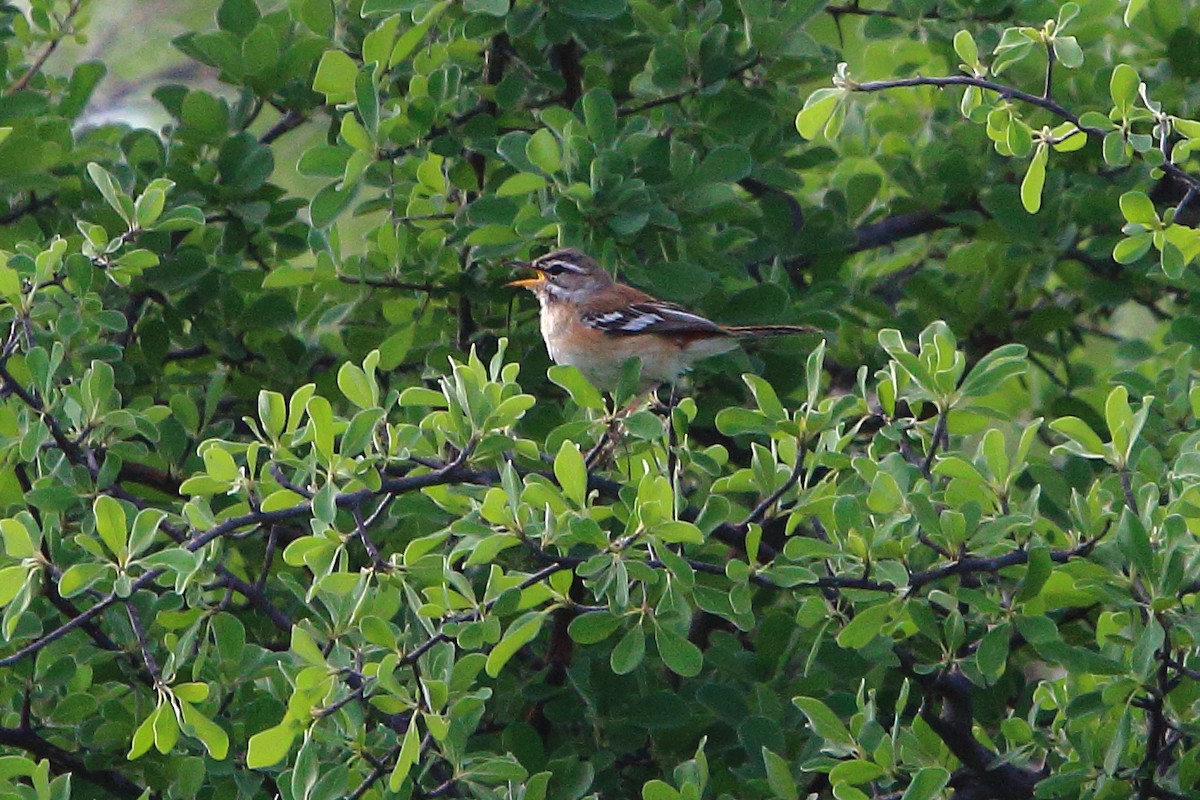 White-browed Scrub-Robin - ML647345503