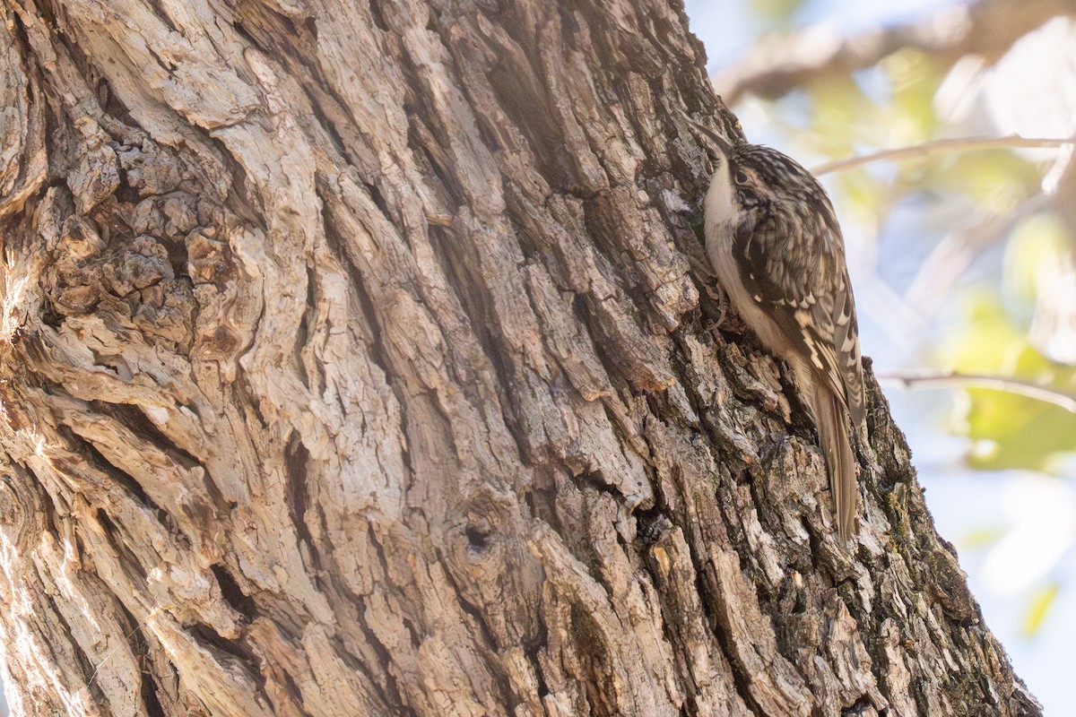 Brown Creeper - ML647345505