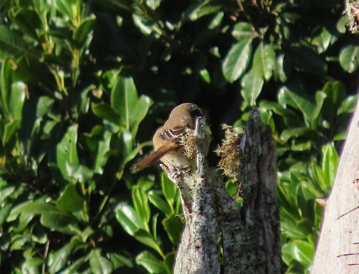 חנקן חום - ML647345506