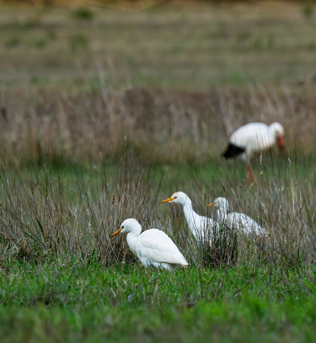 אנפית בקר מערבית - ML647345509