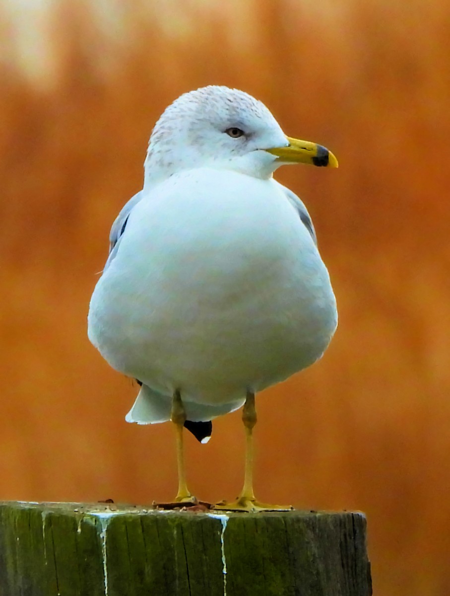 שחף עקוד-מקור - ML647345511