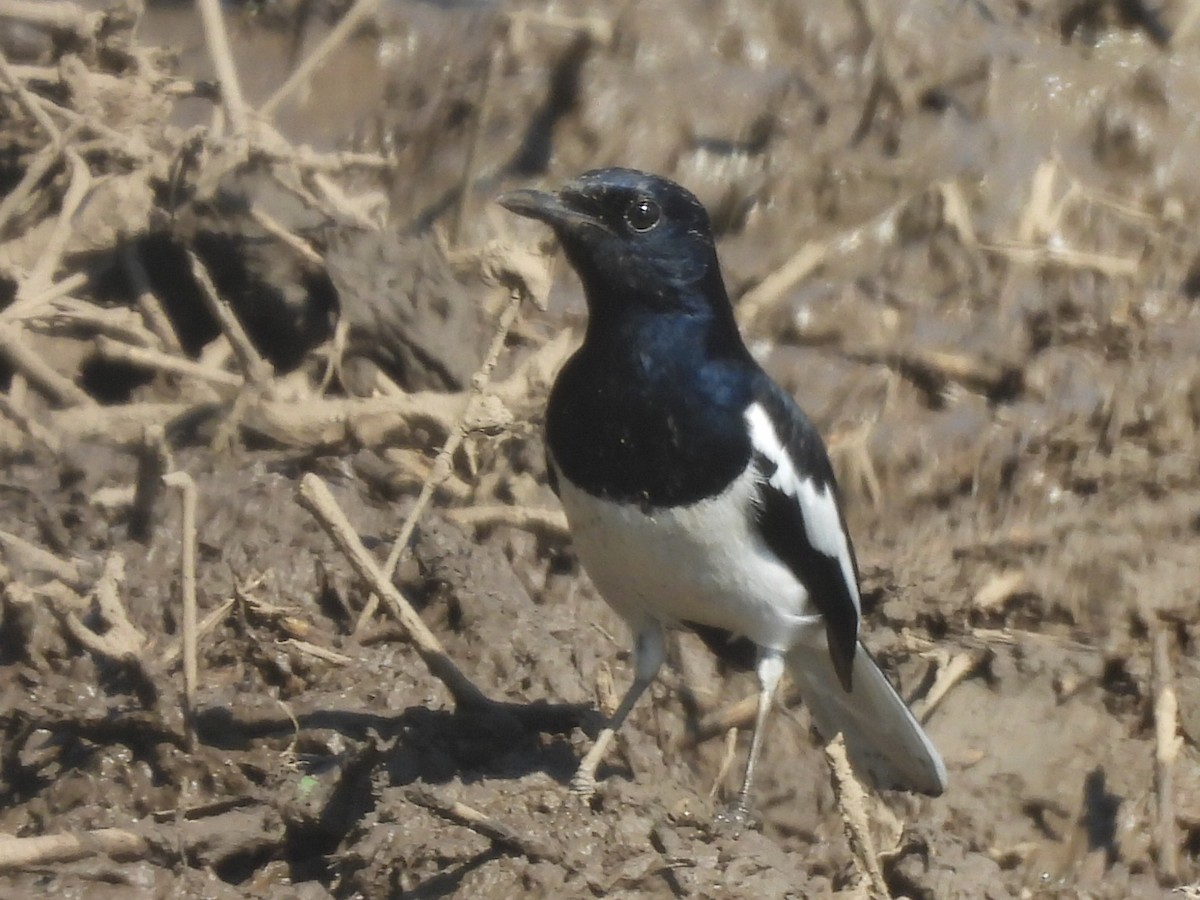 Oriental Magpie-Robin - ML647345512