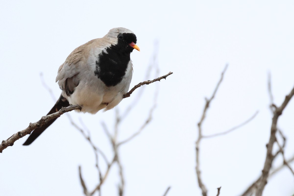 תורית זנבנית - ML647345513