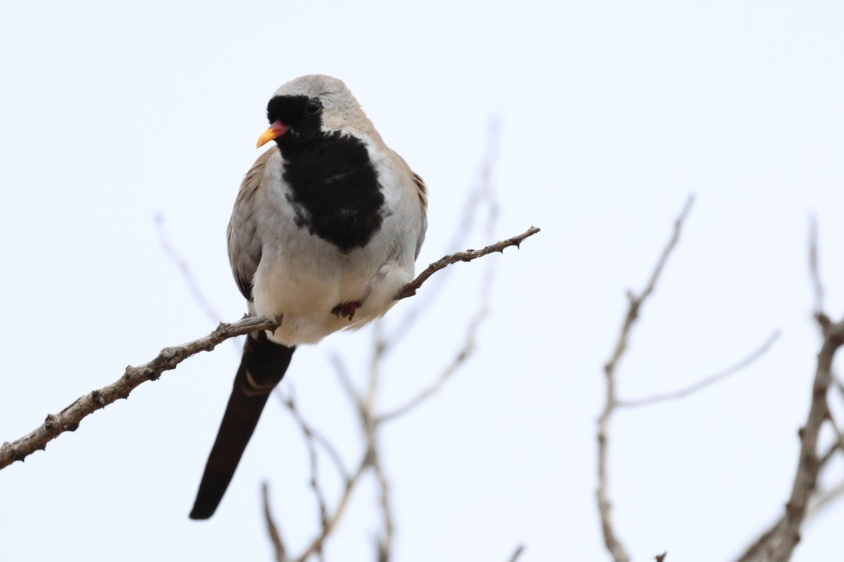 תורית זנבנית - ML647345514