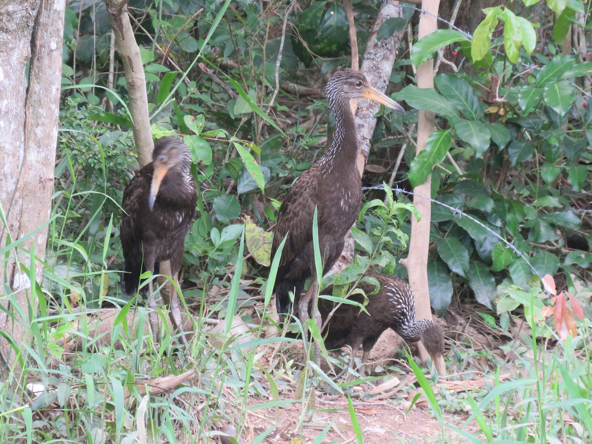 Limpkin - ML647345518