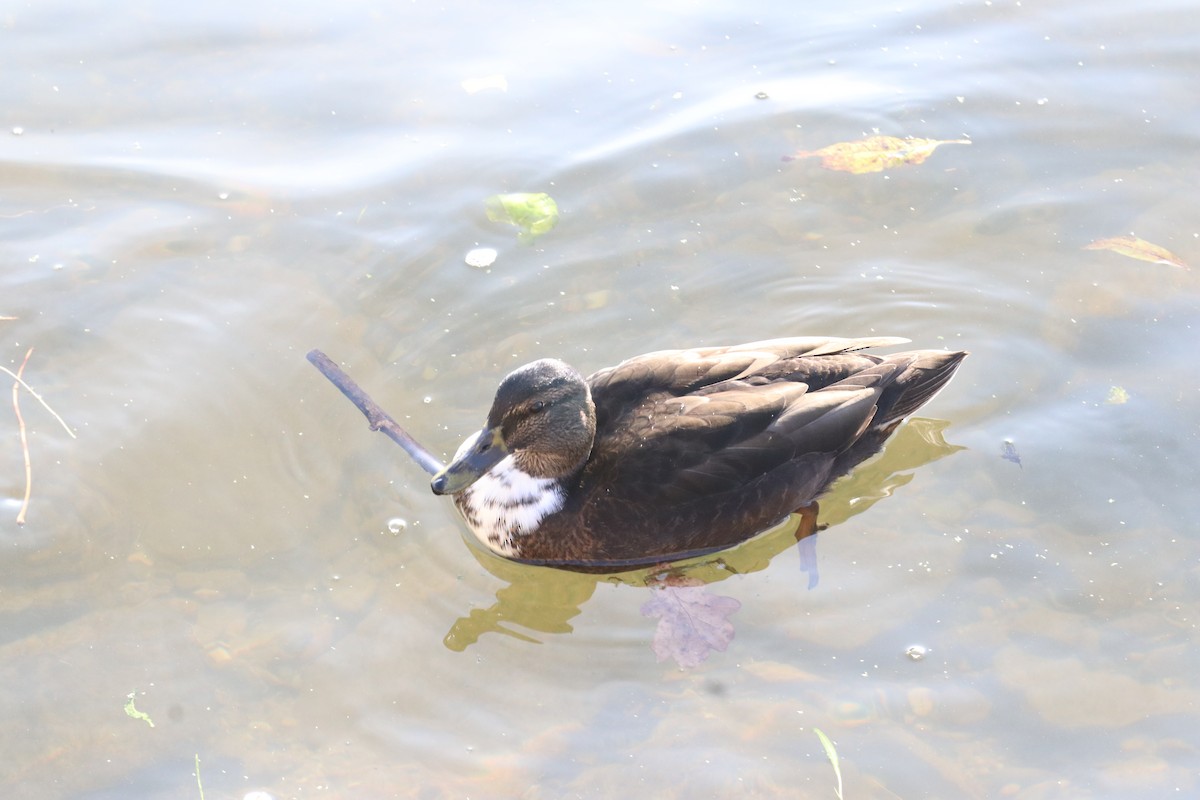 Mallard - ML647345519