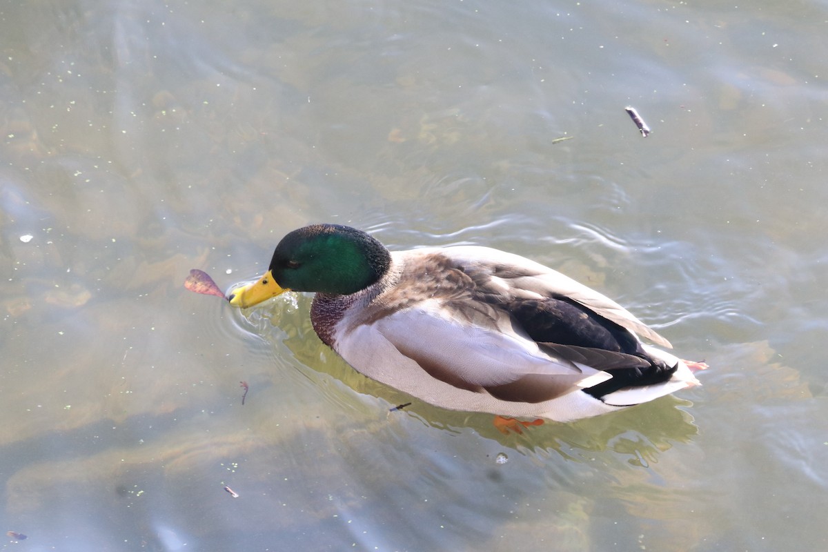 Mallard - ML647345520