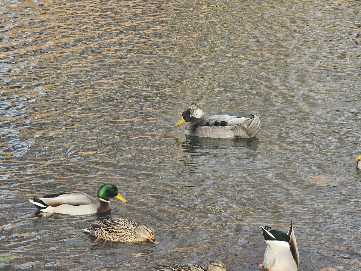 ברכיה (מבויתת) - ML647345521