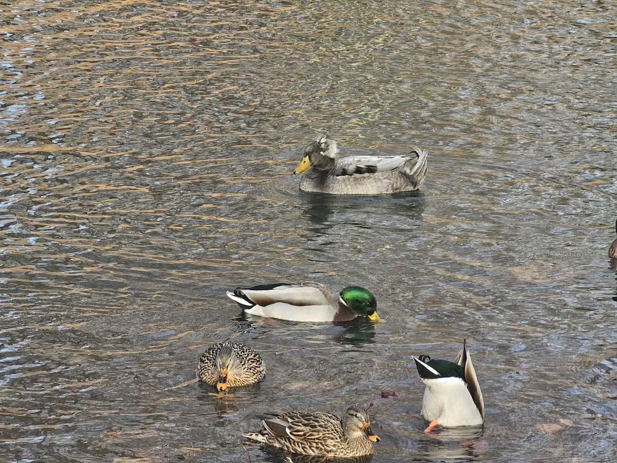 ברכיה (מבויתת) - ML647345522