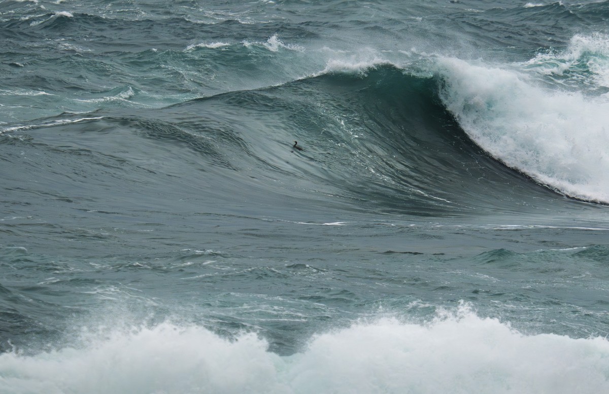 קורמורן גדול - ML647345523