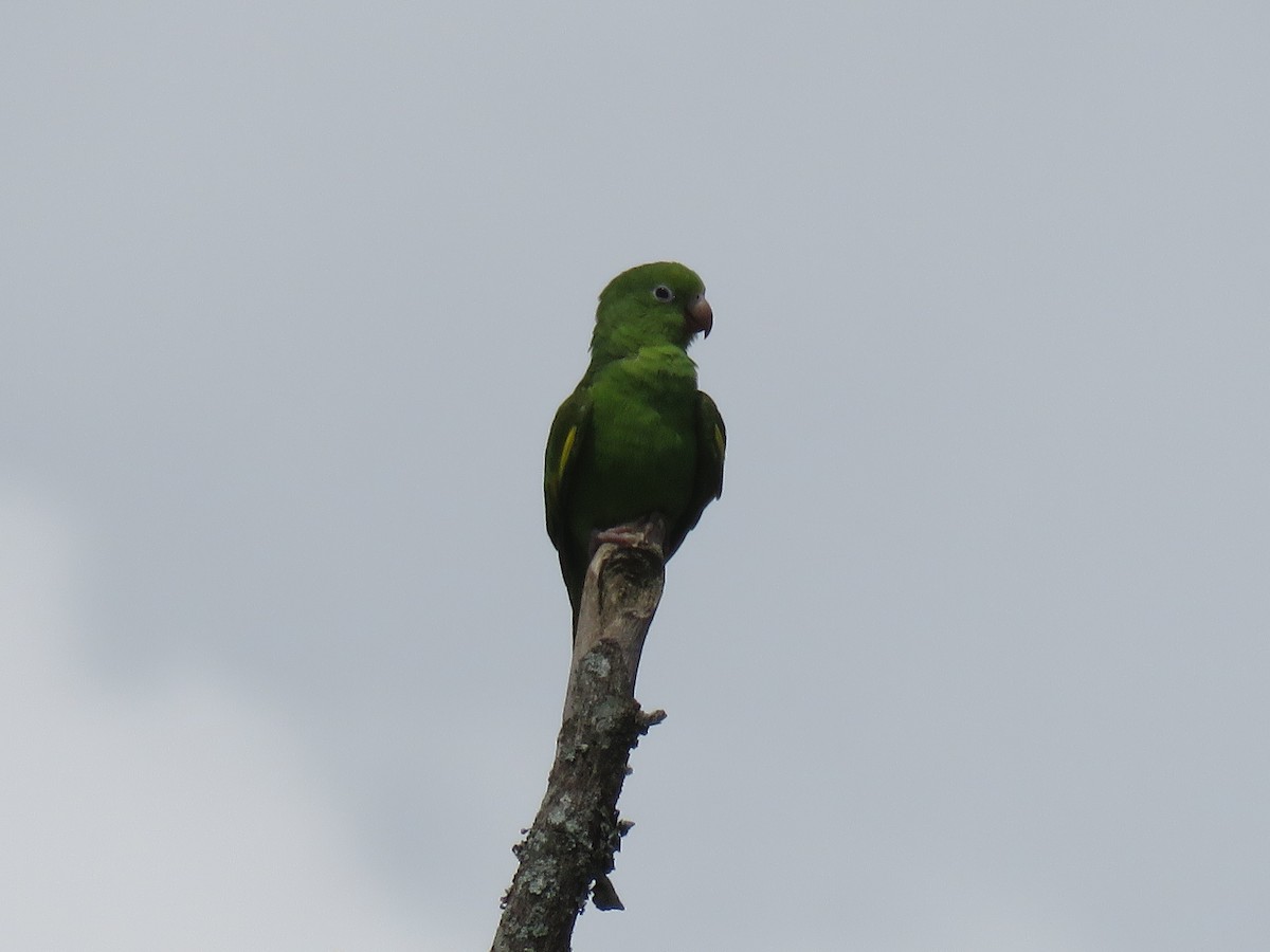 Yellow-chevroned Parakeet - ML647345524
