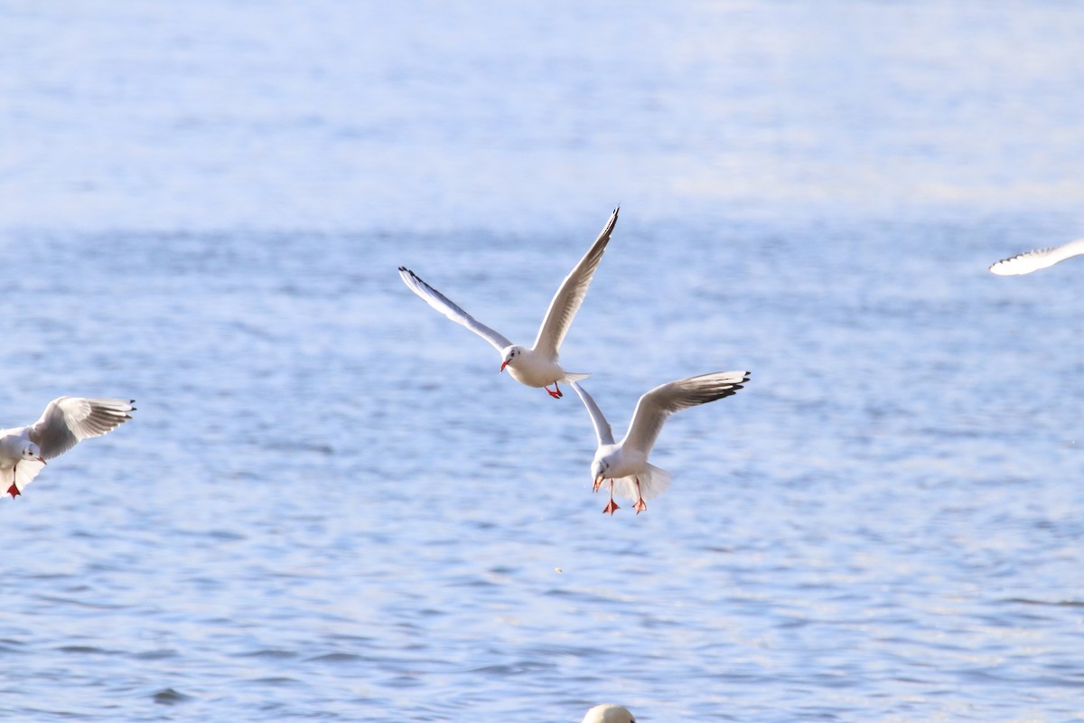 Black-headed Gull - ML647345525