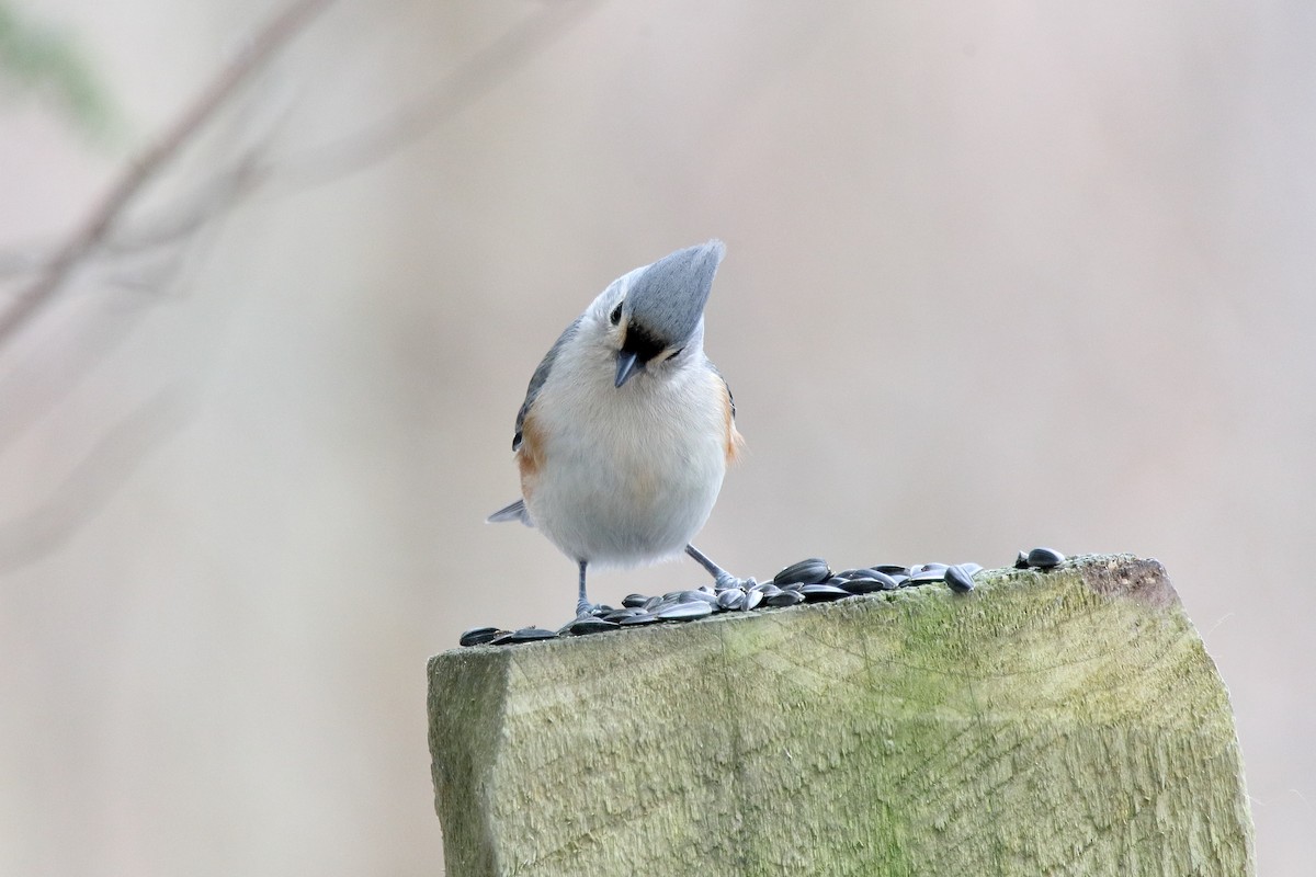 Tufted Titmouse - ML647345527