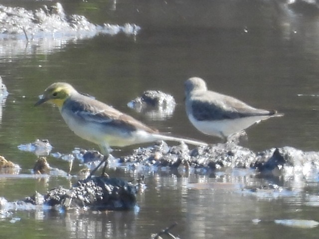 Citrine Wagtail - ML647345528