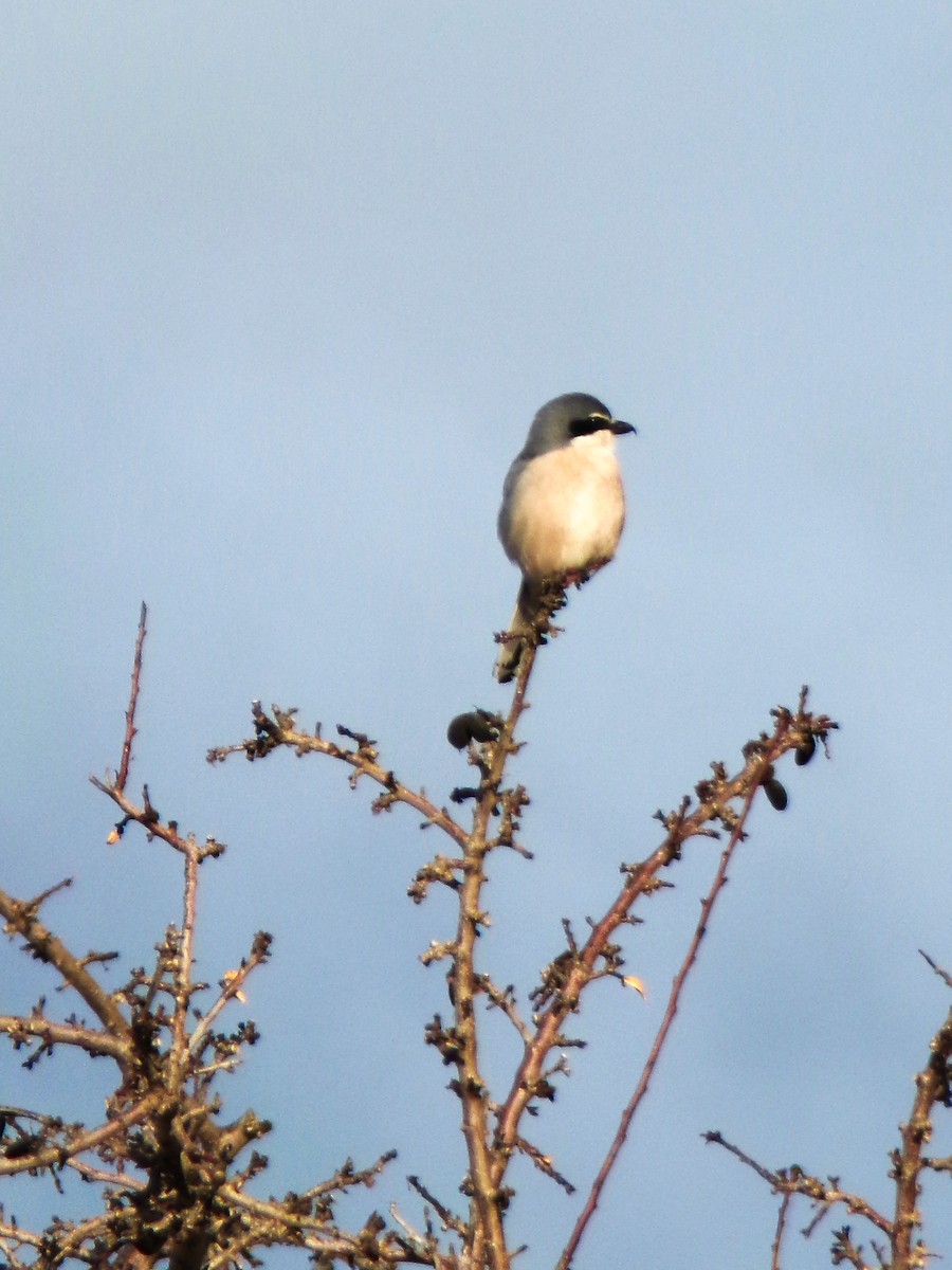Iberian Gray Shrike - ML647345529