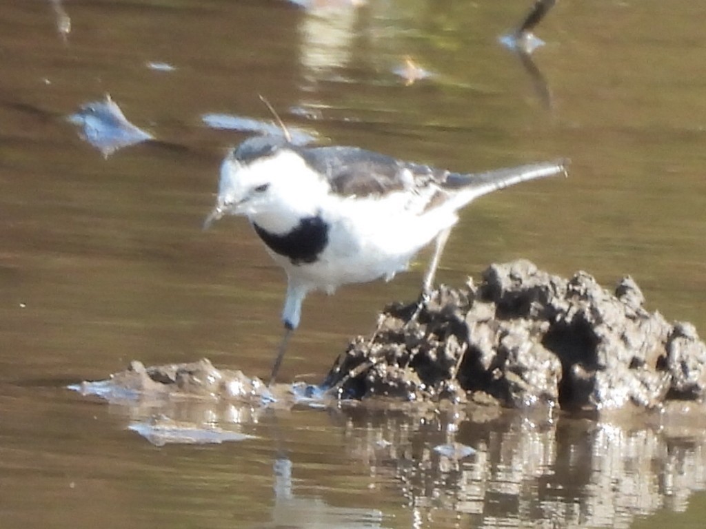 linerle - ML647345534