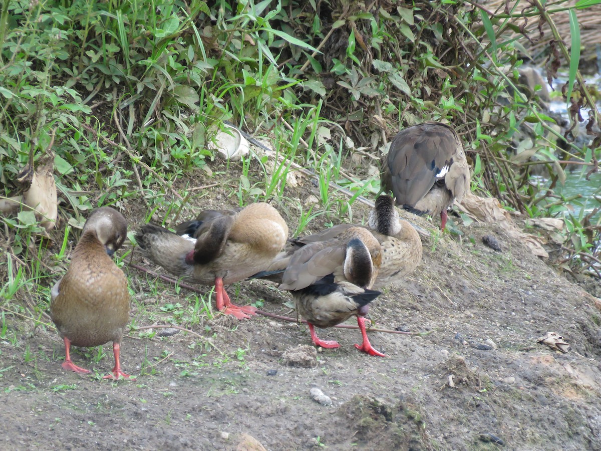 Brazilian Teal - ML647345535