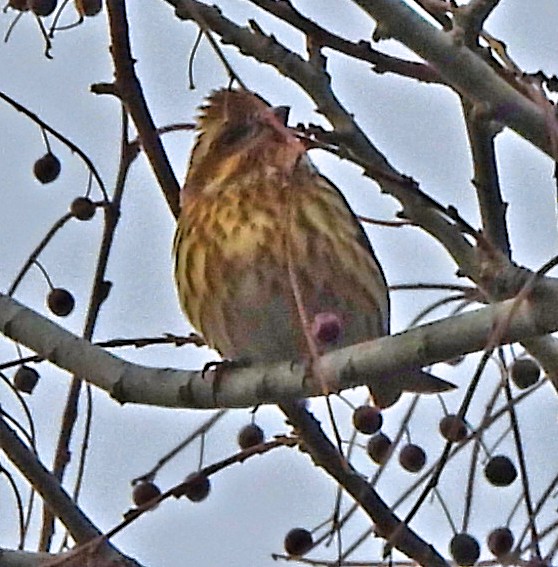 Purple Finch - ML647345539