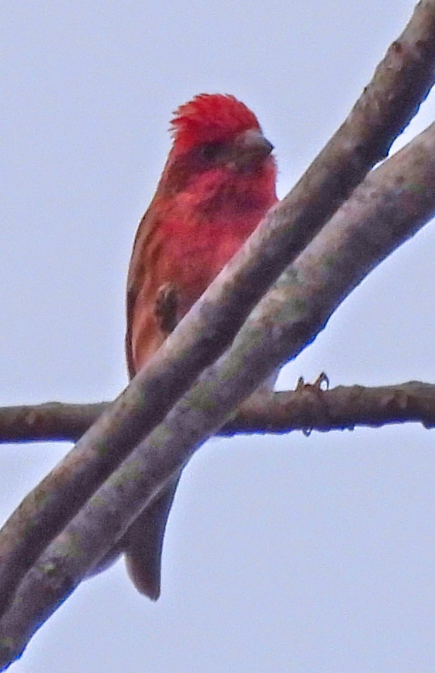 Purple Finch - ML647345540