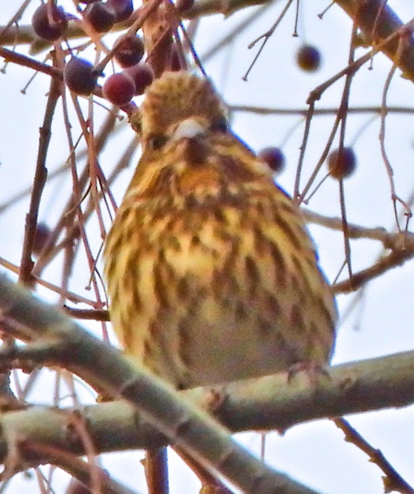 Purple Finch - ML647345541