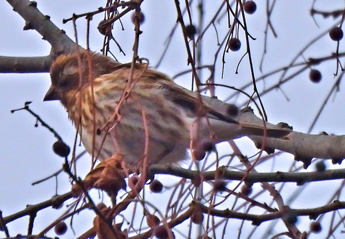 Purple Finch - ML647345542