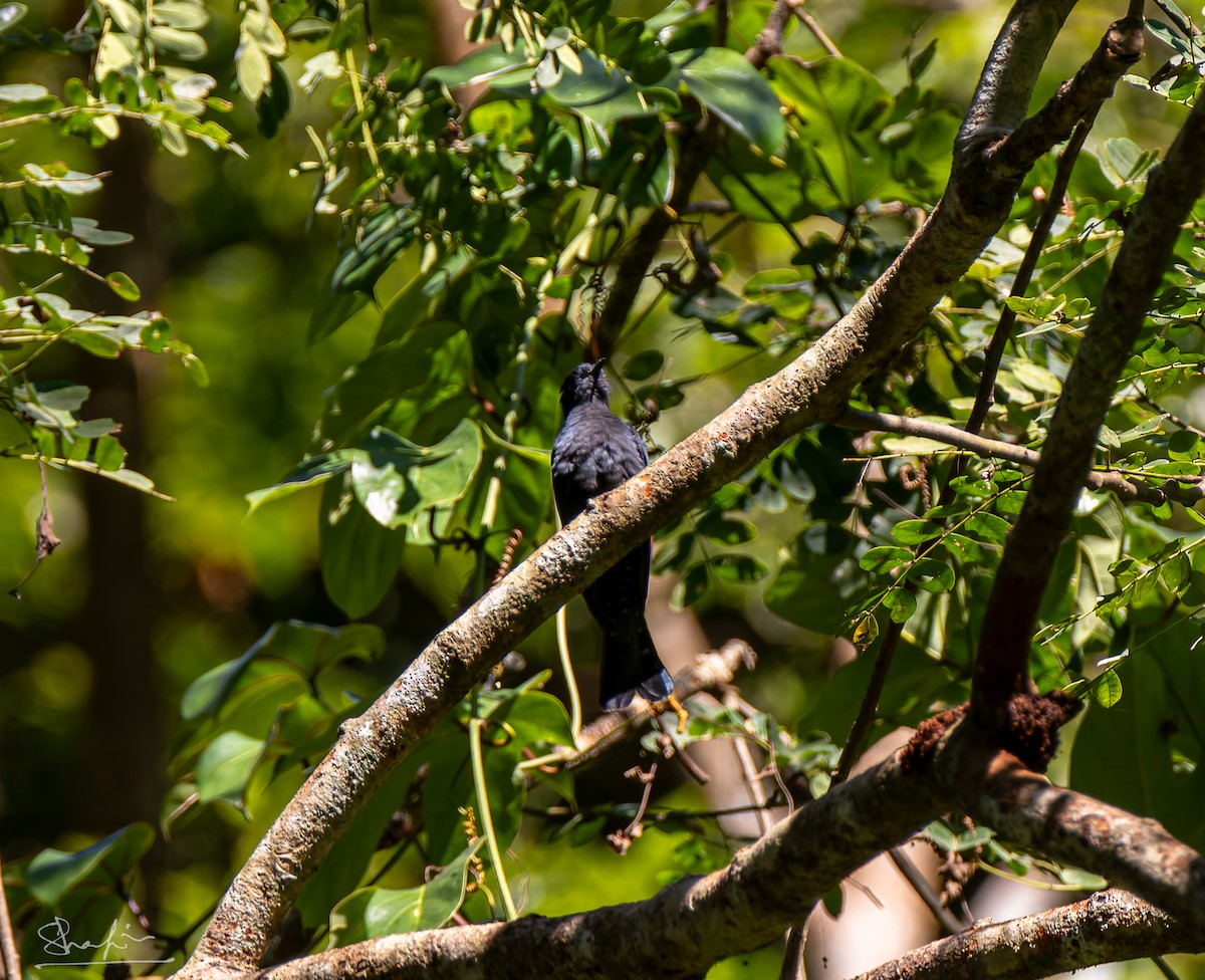 Square-tailed Drongo-Cuckoo - ML647345544