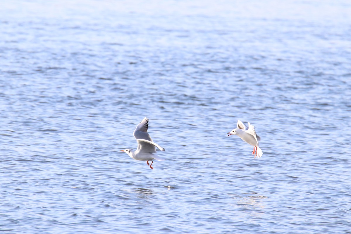 Black-headed Gull - ML647345551