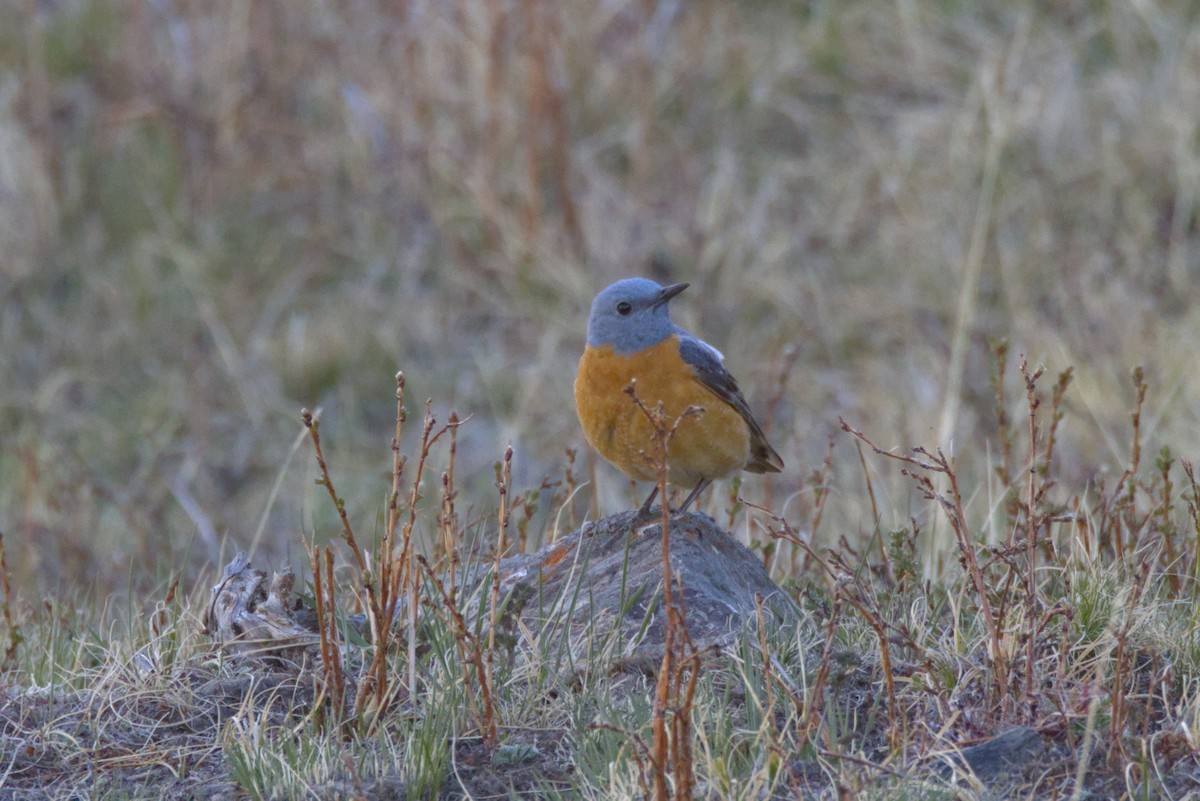 Rufous-tailed Rock-Thrush - ML647345557