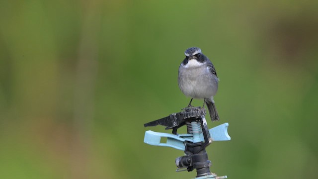 Трав'янка сіра - ML647345569