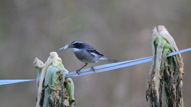 Трав'янка сіра - ML647345570