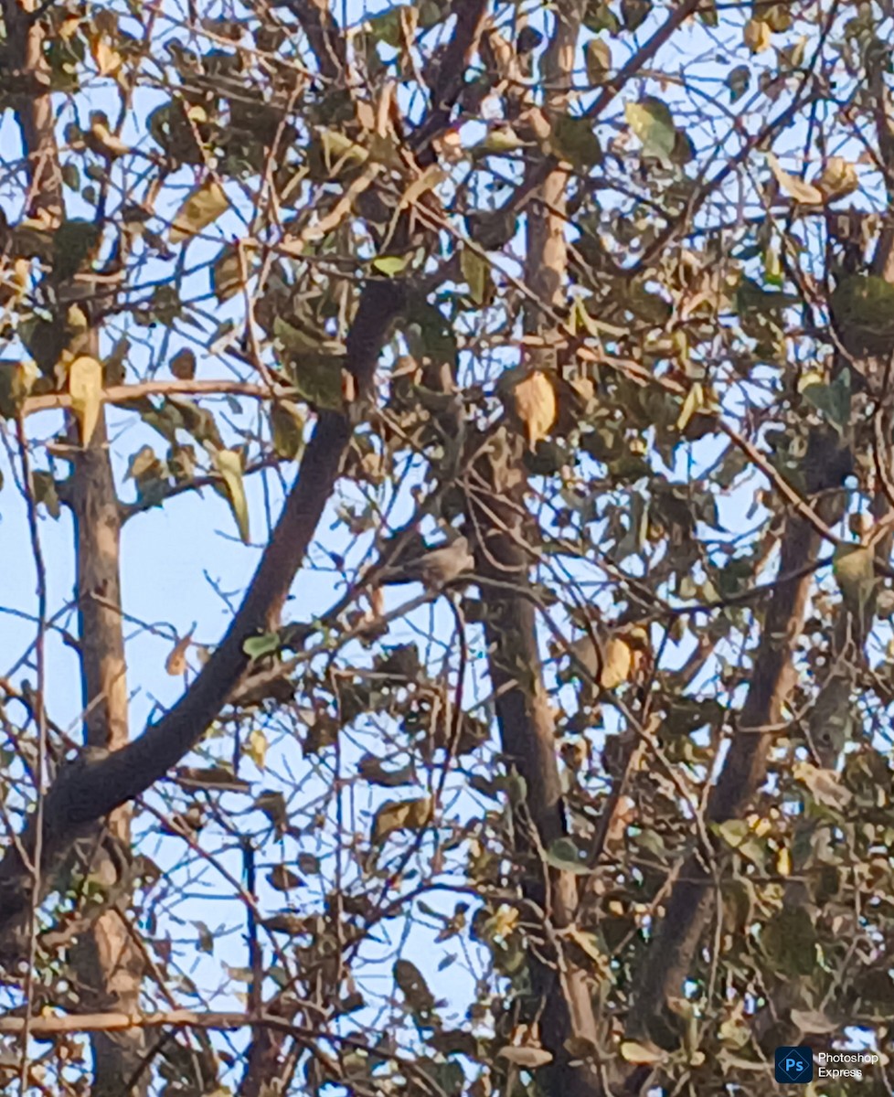 Rosy Starling - ML647345571