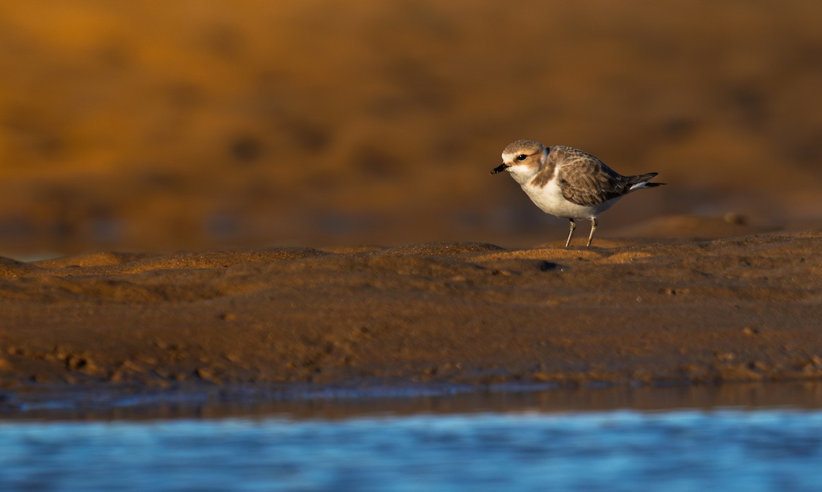 Kentish Plover - ML647345572