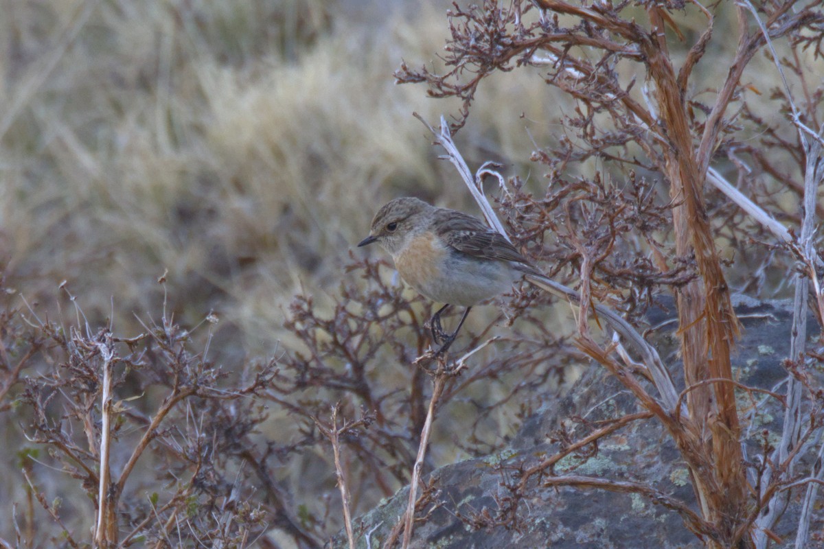 Pallasschwarzkehlchen - ML647345574