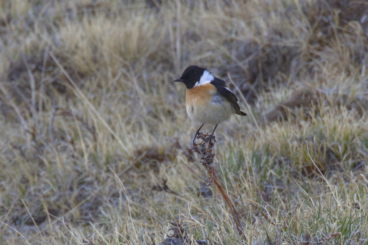 Pallasschwarzkehlchen - ML647345575