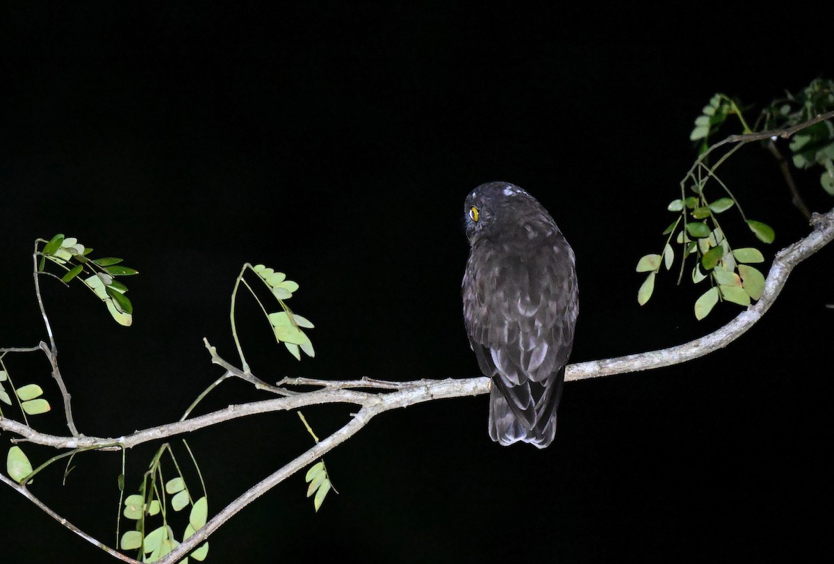 Kara Bubuk - ML647345577