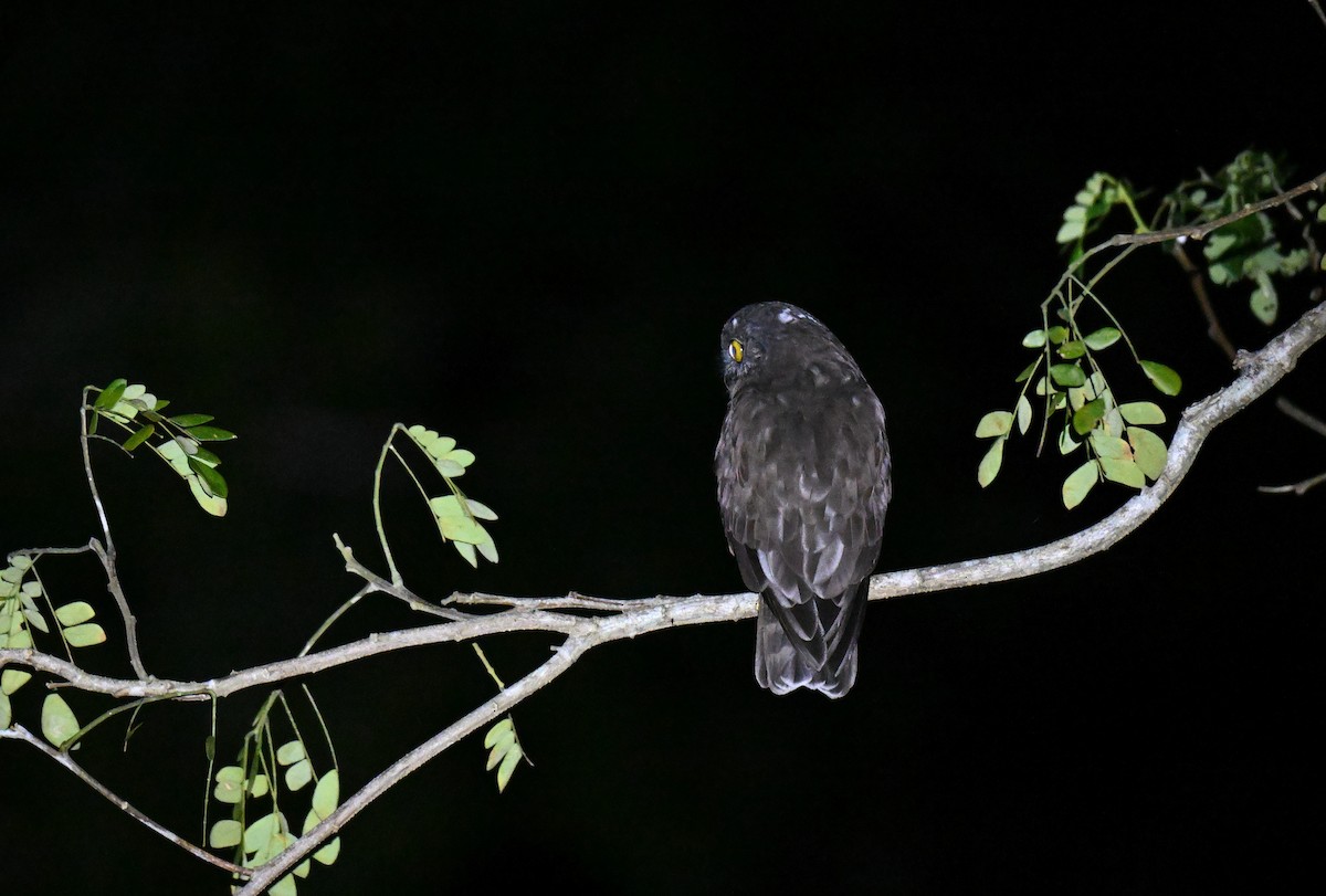 Kara Bubuk - ML647345578