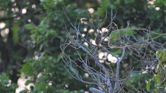 Горихвістка сибірська - ML647345580