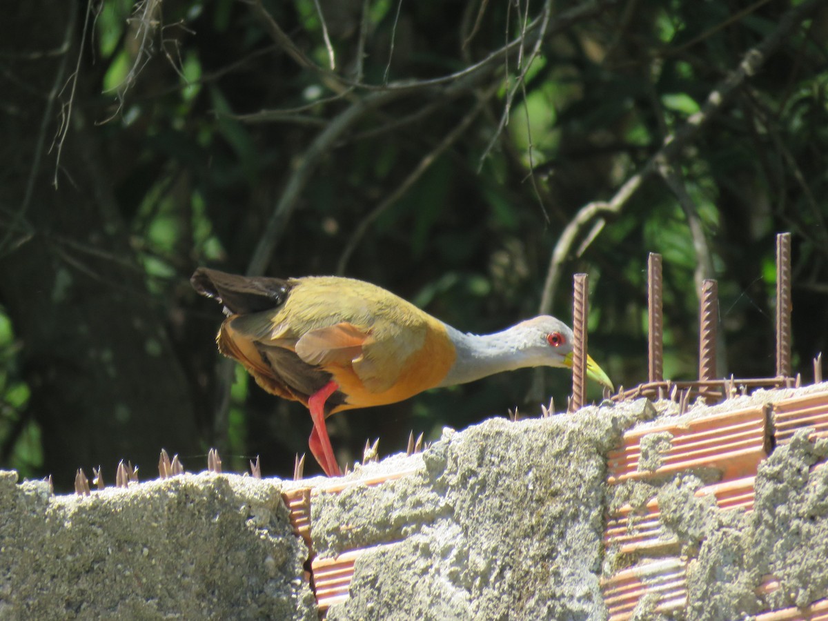 Gray-cowled Wood-Rail - ML647345589