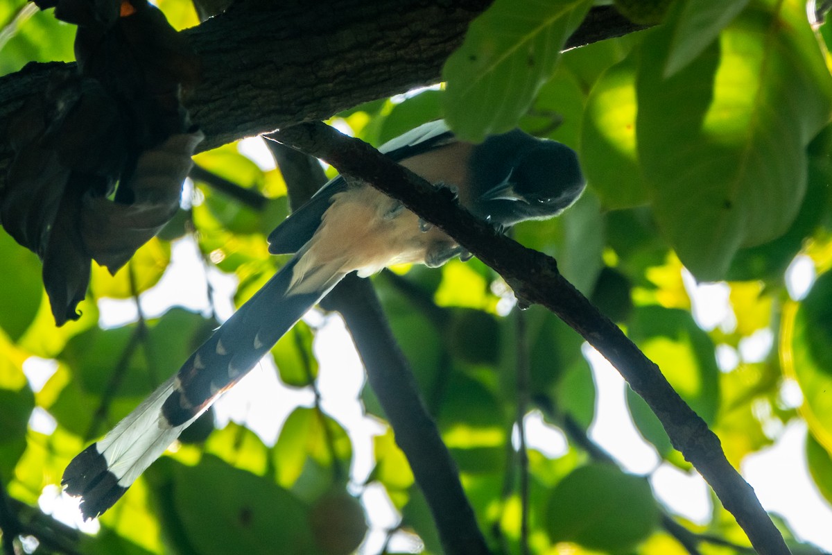 Rufous Treepie - ML647345590