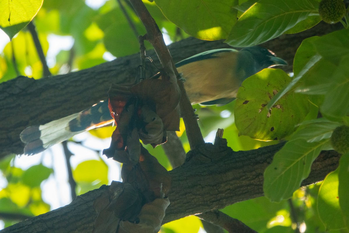 Rufous Treepie - ML647345592