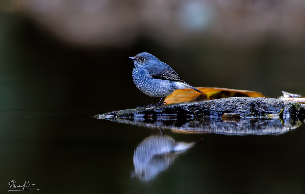 Plumbeous Redstart - ML647345593