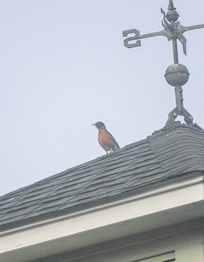 American Robin - ML647345600