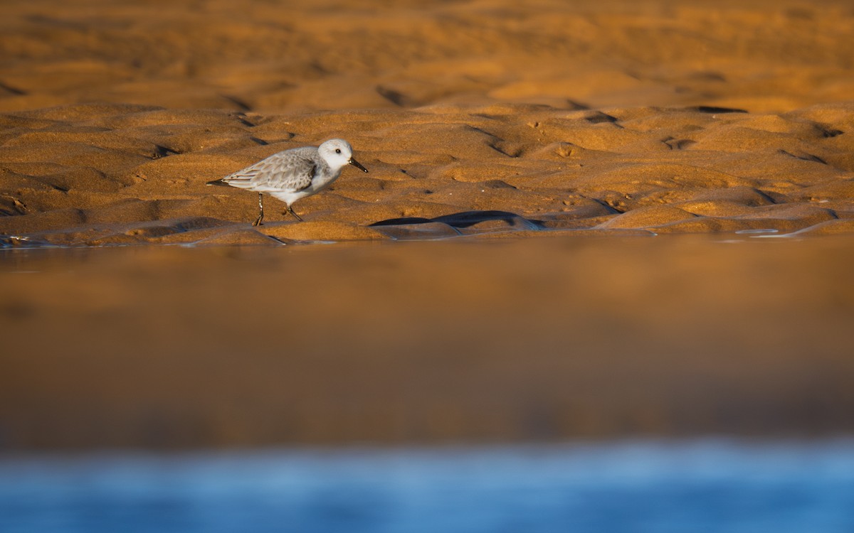 Sanderling - ML647345602
