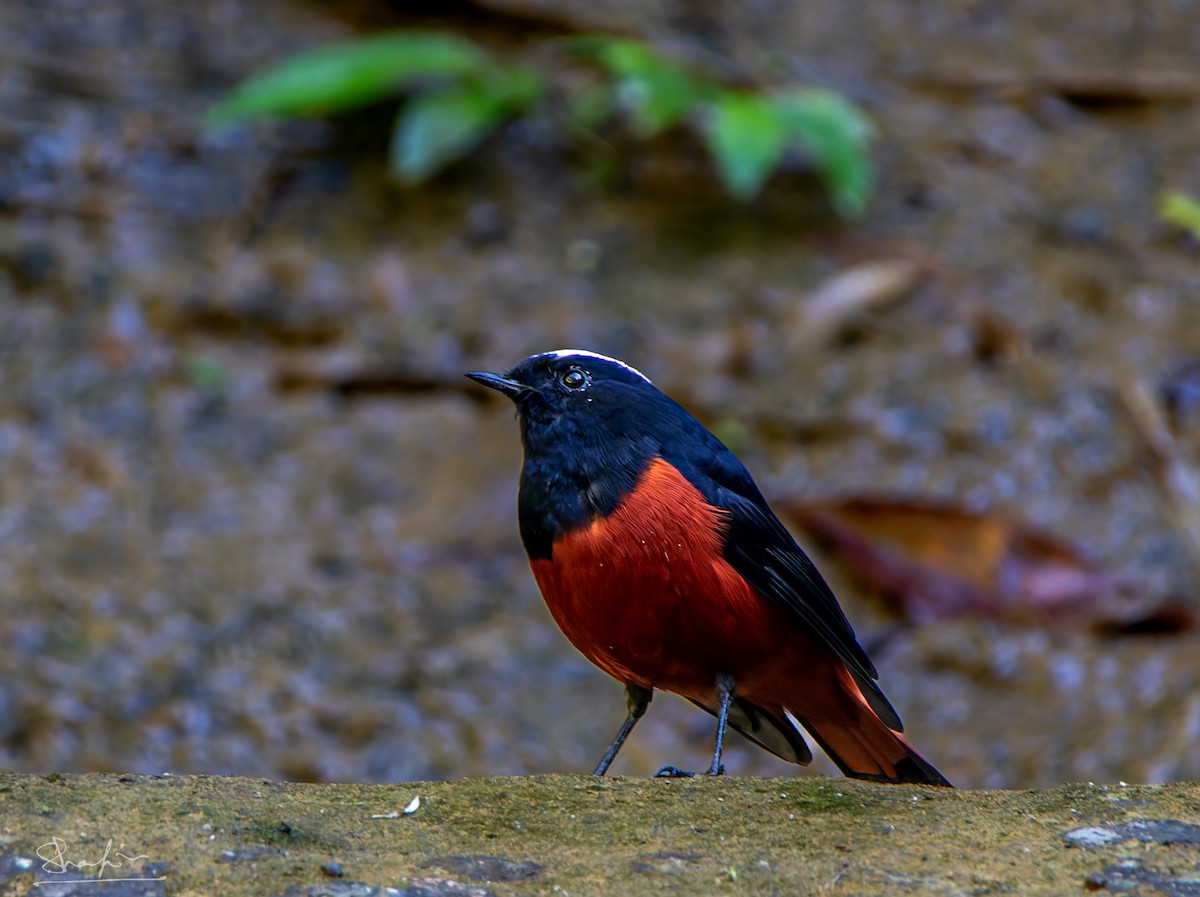 White-capped Redstart - ML647345622