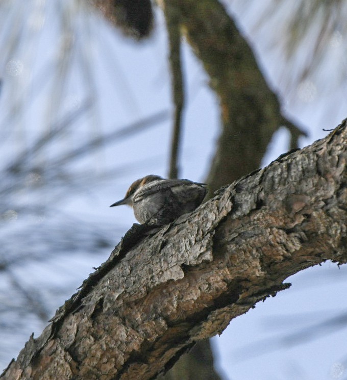 Boz Başlı Sıvacı - ML647345650